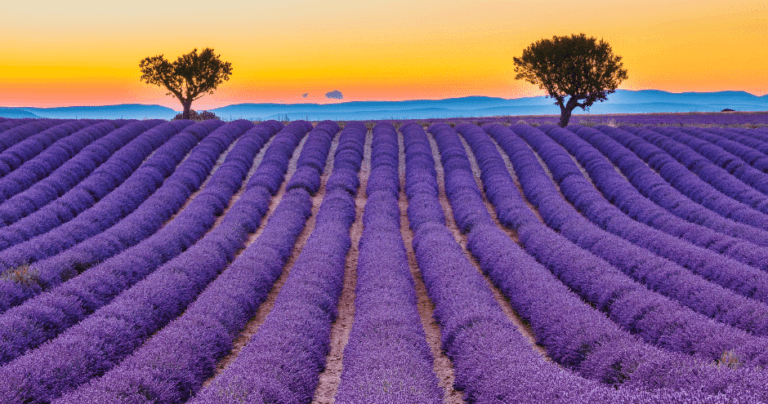 Comprendre le Fichier des Ecritures Comptables (FEC) et son utilité