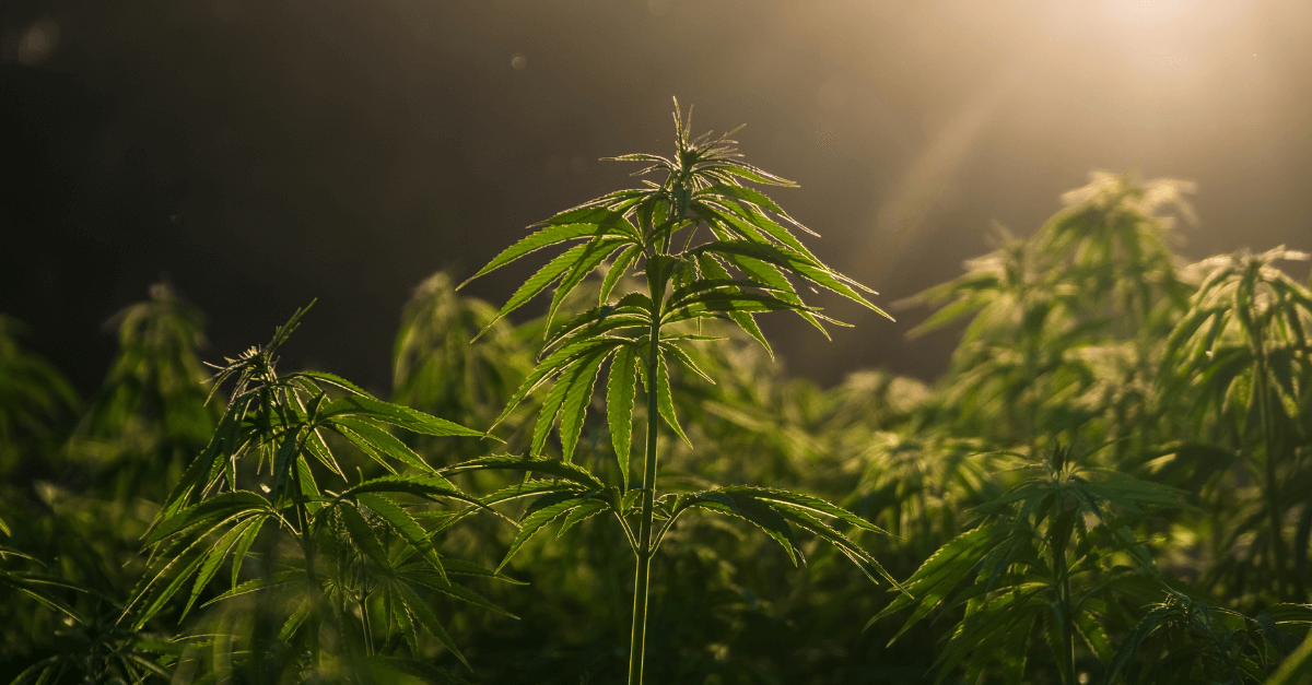 cannabis plant demonstrating the source of hemp-derived beverages