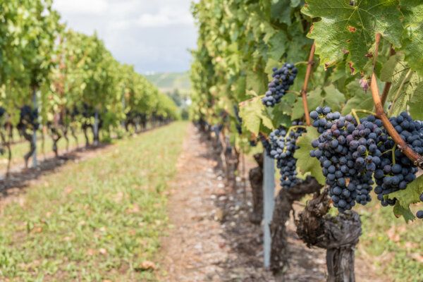 Turkovich Family Wines