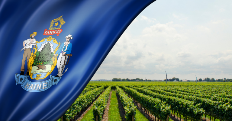 Maine state flag over vineyard
